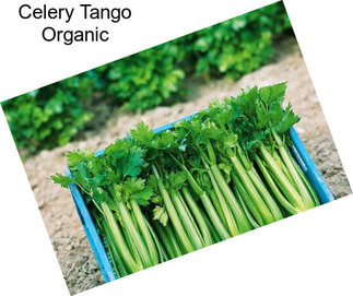 Celery Tango Organic