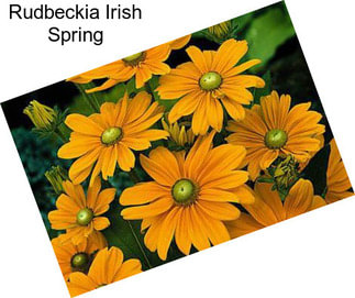 Rudbeckia Irish Spring