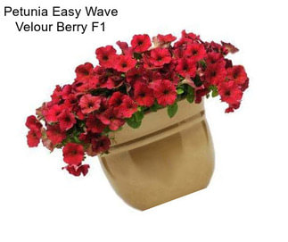 Petunia Easy Wave Velour Berry F1