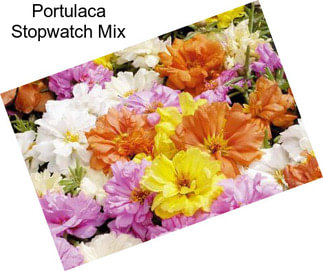 Portulaca Stopwatch Mix