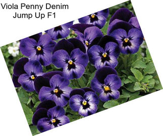 Viola Penny Denim Jump Up F1