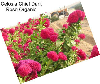 Celosia Chief Dark Rose Organic