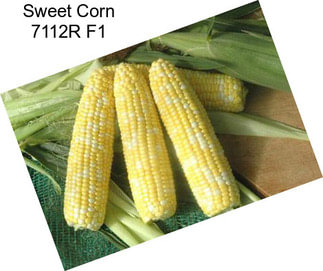 Sweet Corn 7112R F1