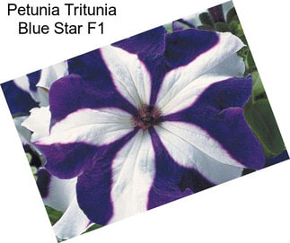 Petunia Tritunia Blue Star F1