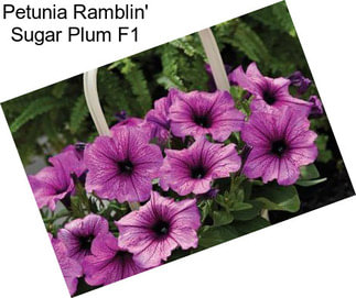 Petunia Ramblin\' Sugar Plum F1