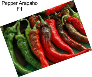 Pepper Arapaho F1