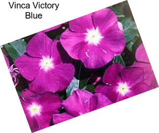 Vinca Victory Blue