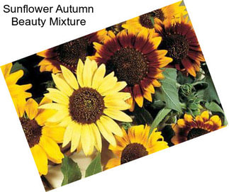Sunflower Autumn Beauty Mixture