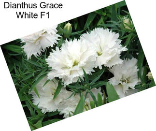 Dianthus Grace White F1