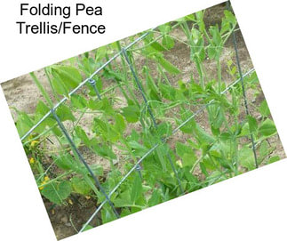 Folding Pea Trellis/Fence