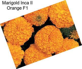 Marigold Inca II Orange F1