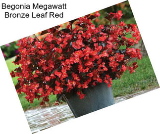 Begonia Megawatt Bronze Leaf Red