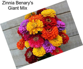 Zinnia Benary\'s Giant Mix