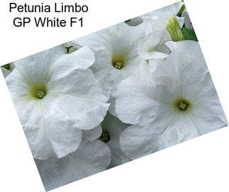 Petunia Limbo GP White F1