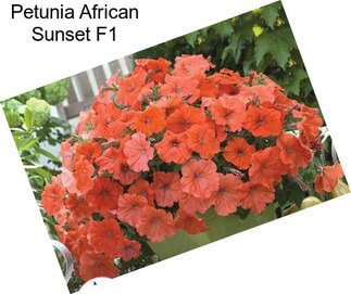 Petunia African Sunset F1