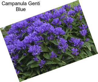 Campanula Genti Blue