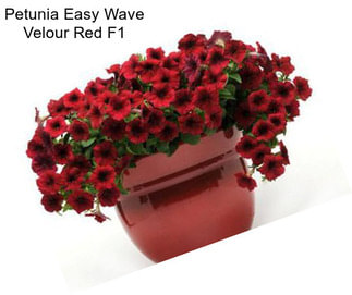 Petunia Easy Wave Velour Red F1