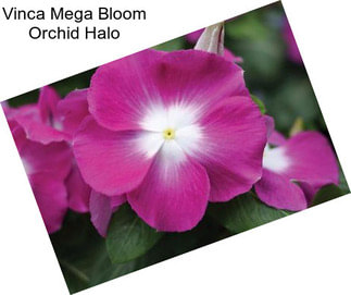 Vinca Mega Bloom Orchid Halo