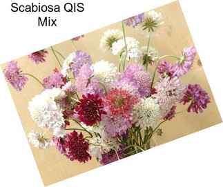 Scabiosa QIS Mix