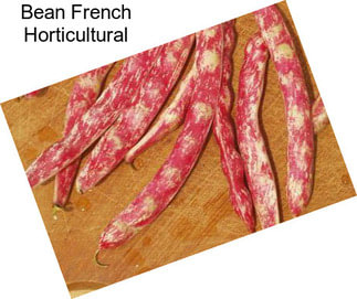 Bean French Horticultural