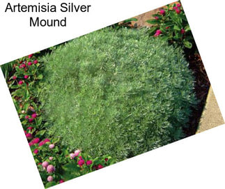 Artemisia Silver Mound