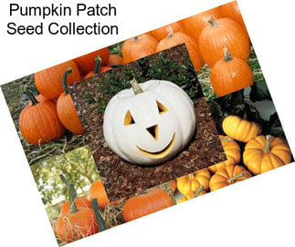 Pumpkin Patch Seed Collection