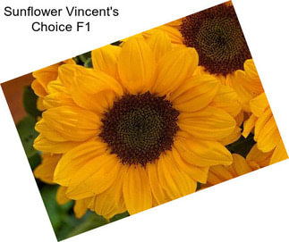 Sunflower Vincent\'s Choice F1