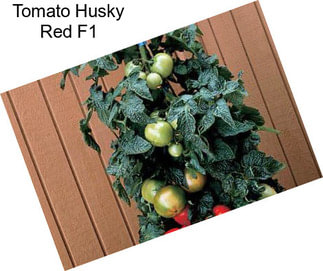 Tomato Husky Red F1