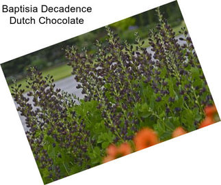 Baptisia Decadence Dutch Chocolate