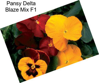 Pansy Delta Blaze Mix F1