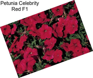 Petunia Celebrity Red F1