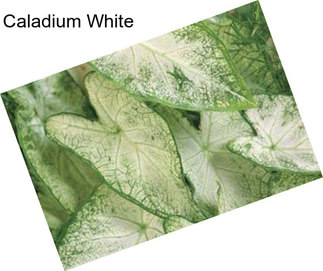 Caladium White
