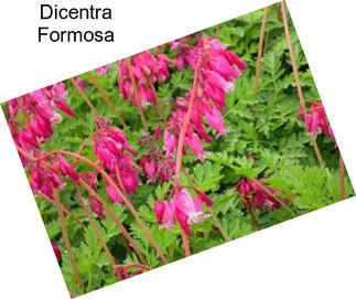 Dicentra Formosa