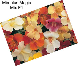 Mimulus Magic Mix F1