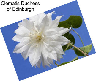 Clematis Duchess of Edinburgh