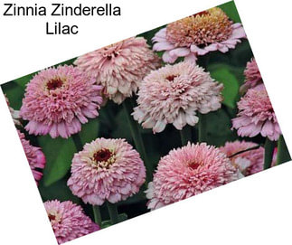 Zinnia Zinderella Lilac