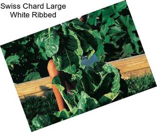 Swiss Chard Large White Ribbed