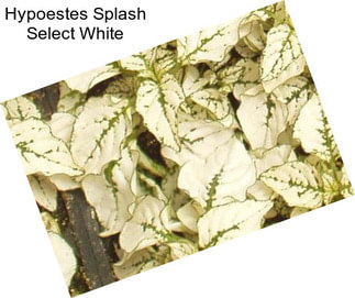 Hypoestes Splash Select White