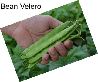 Bean Velero