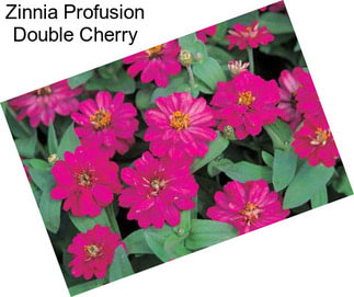 Zinnia Profusion Double Cherry