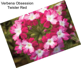 Verbena Obsession Twister Red