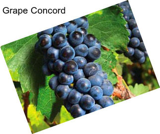 Grape Concord