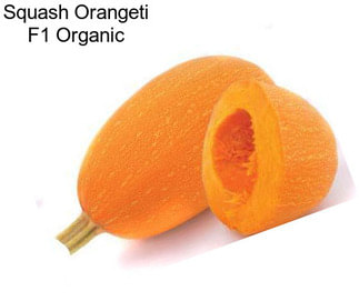 Squash Orangeti F1 Organic