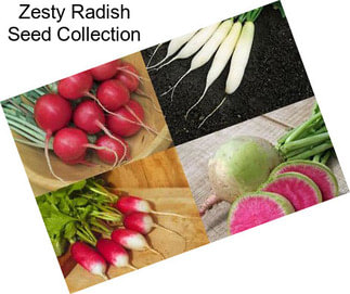 Zesty Radish Seed Collection