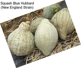 Squash Blue Hubbard (New England Strain)