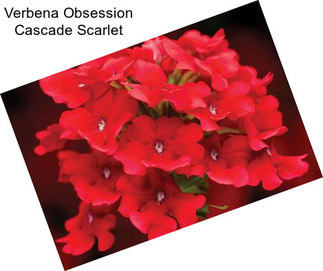 Verbena Obsession Cascade Scarlet