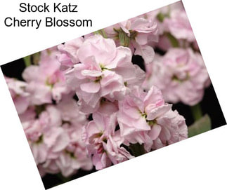 Stock Katz Cherry Blossom