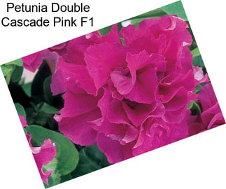 Petunia Double Cascade Pink F1