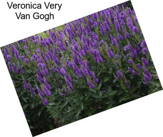 Veronica Very Van Gogh