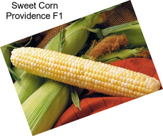 Sweet Corn Providence F1